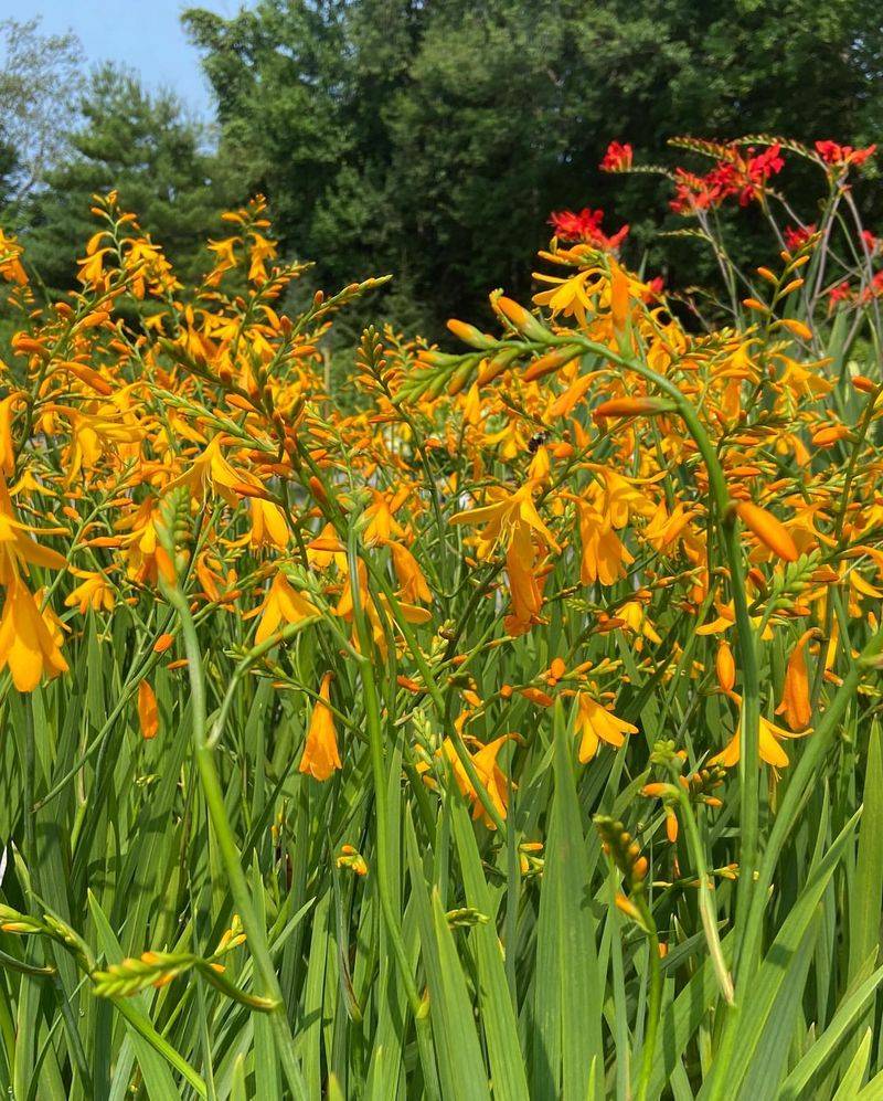 Crocosmia