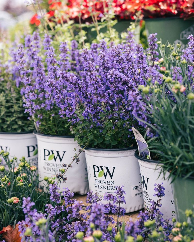 Catmint (Nepeta)