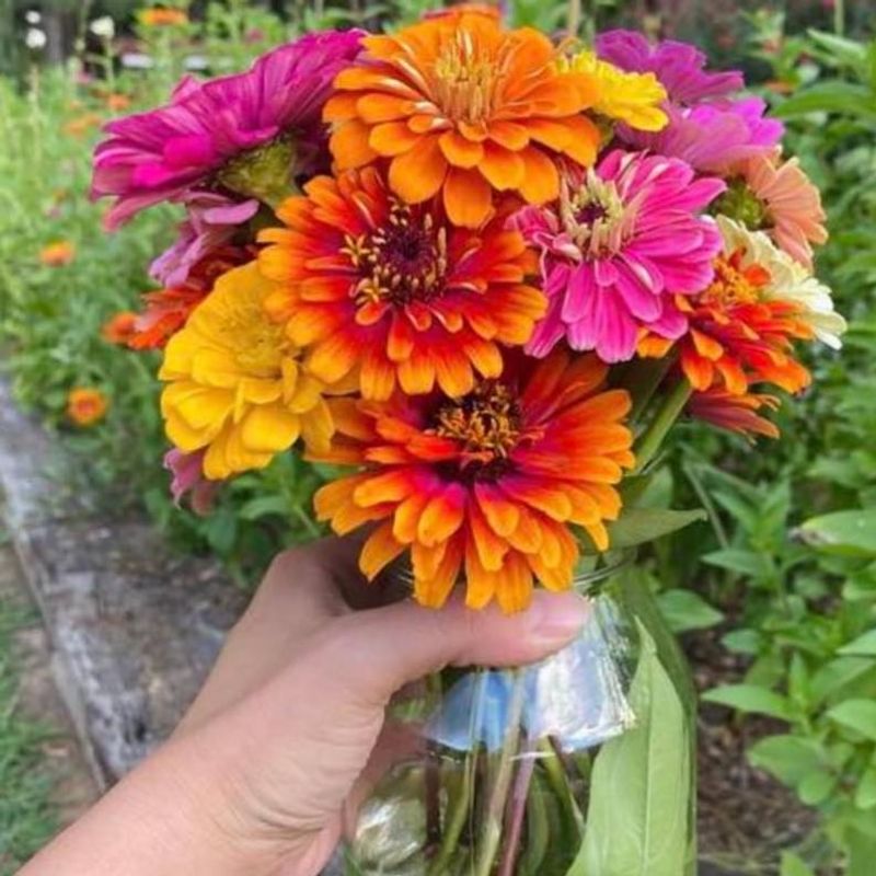 Zinnias Deliver Endless Bouquets