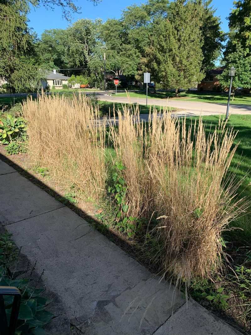 Ornamental Grasses: Textural Companions