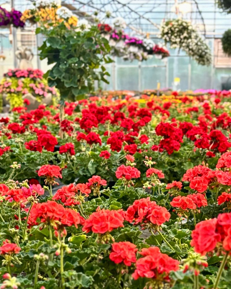 Geraniums: Timeless Classics
