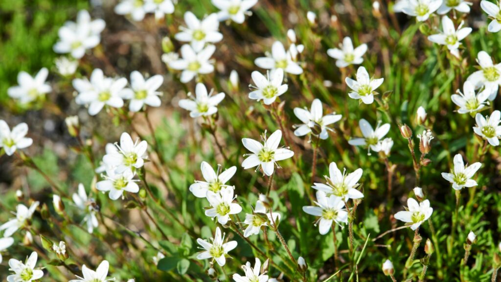 Sandwort