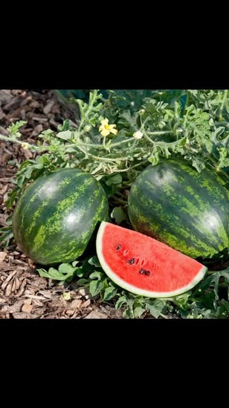 Cleaner, Less Diseased Fruits