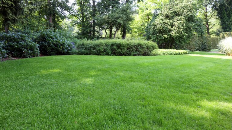 lawn