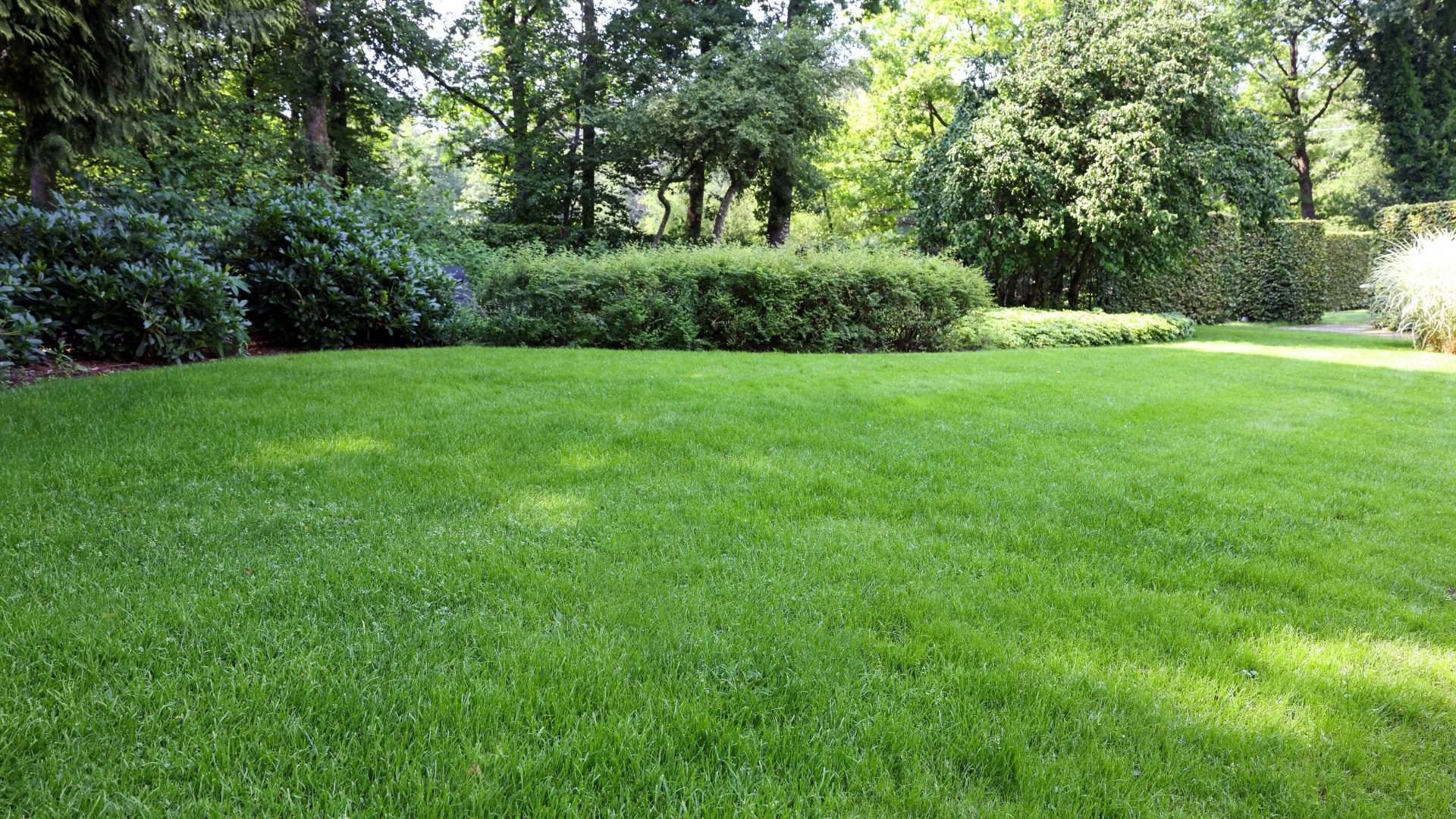Save Your Lawn From Brown Patch With These Easy Maryland Fixes