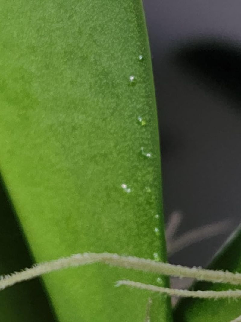 Spider Mite Damage
