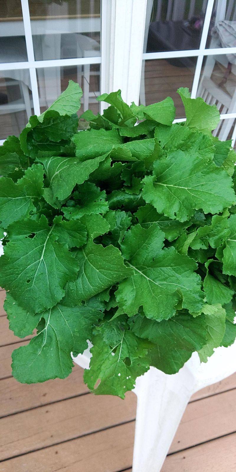 Turnips