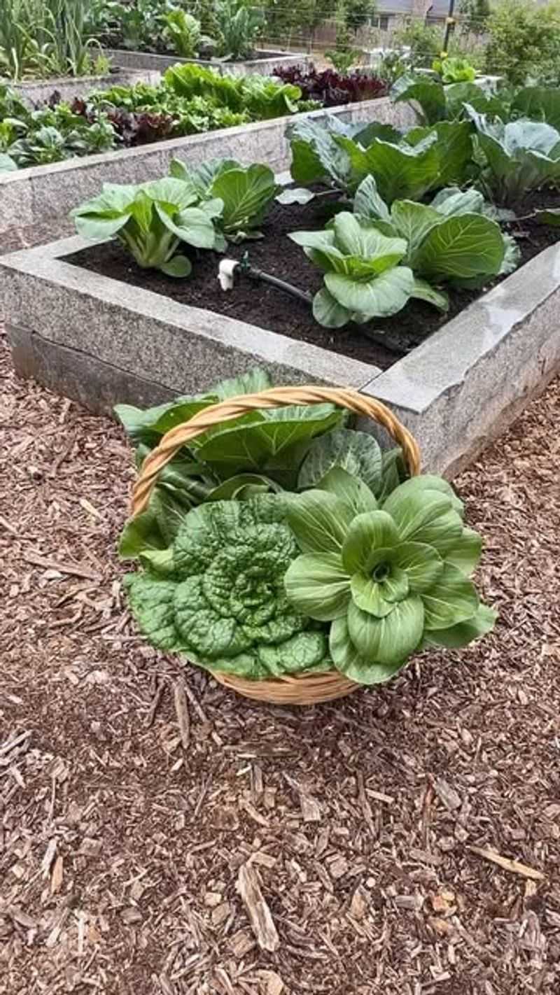 Bok Choy