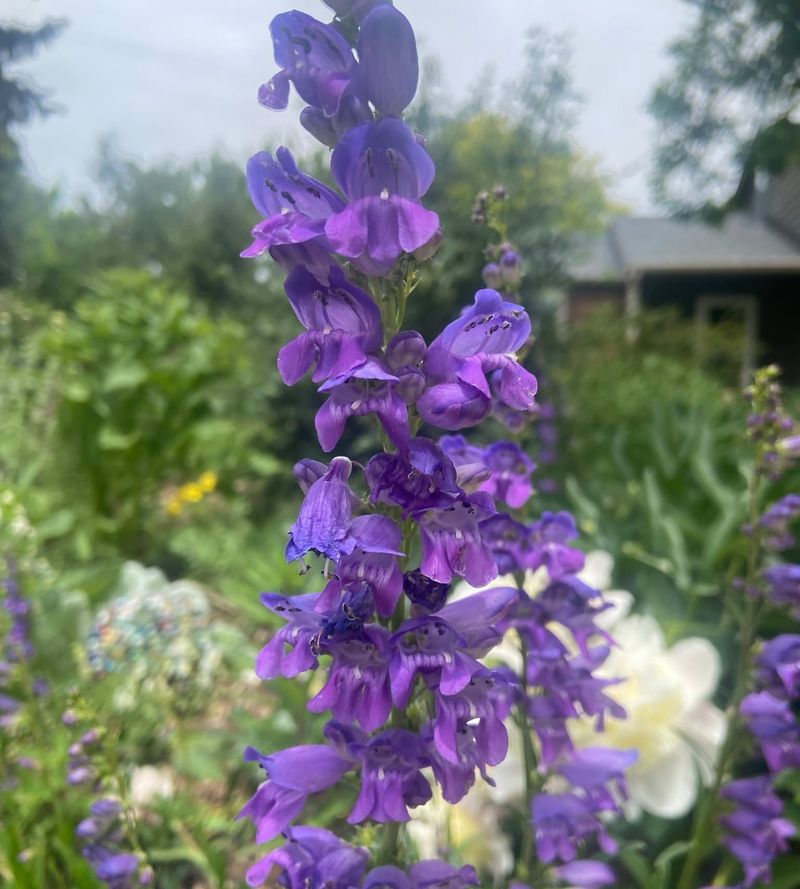 Rocky Mountain Penstemon
