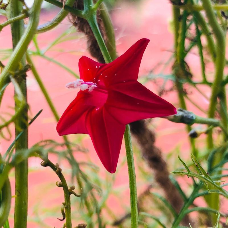 Cypress Vine