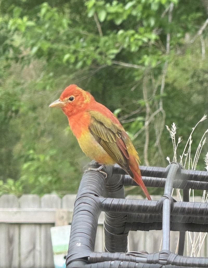 Summer Tanager