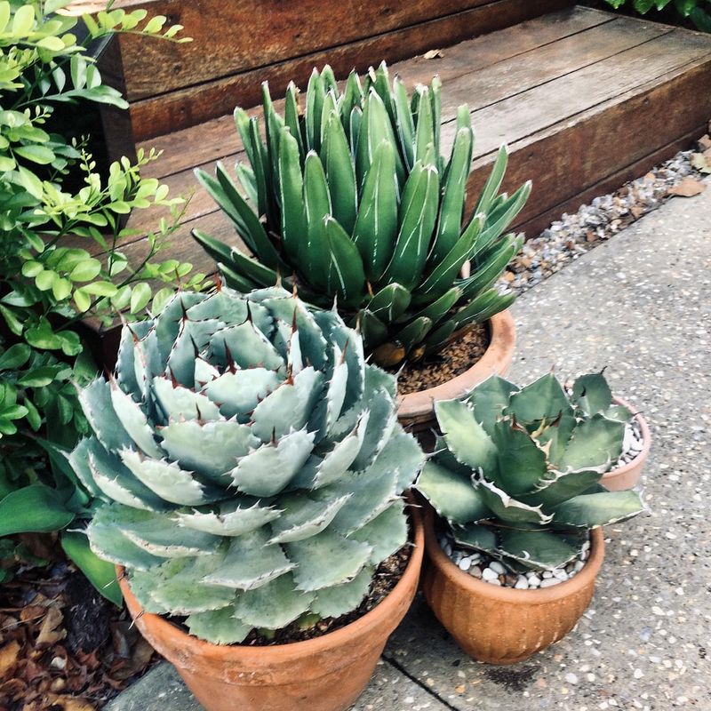 Plant Drought-Resistant Succulents
