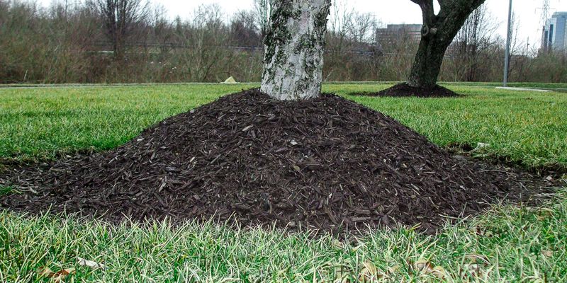 Over-Mulching That Suffocates Your Trees