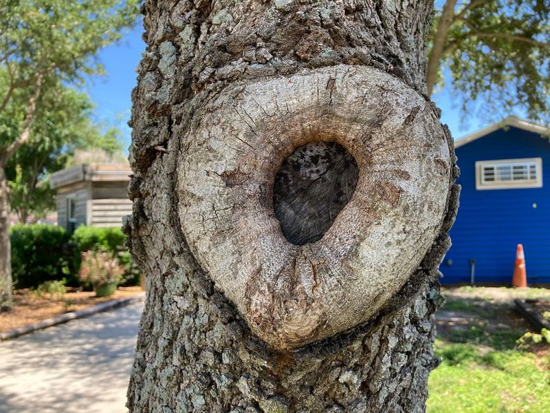 Tree Wound Covering
