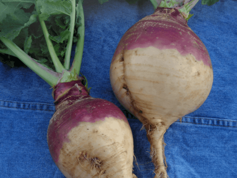 Rutabaga: The Forgotten Winter Staple