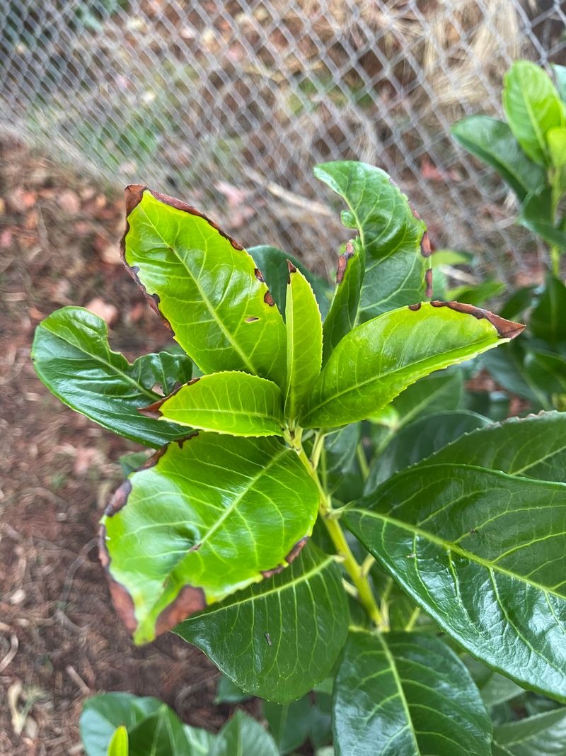 English Laurel