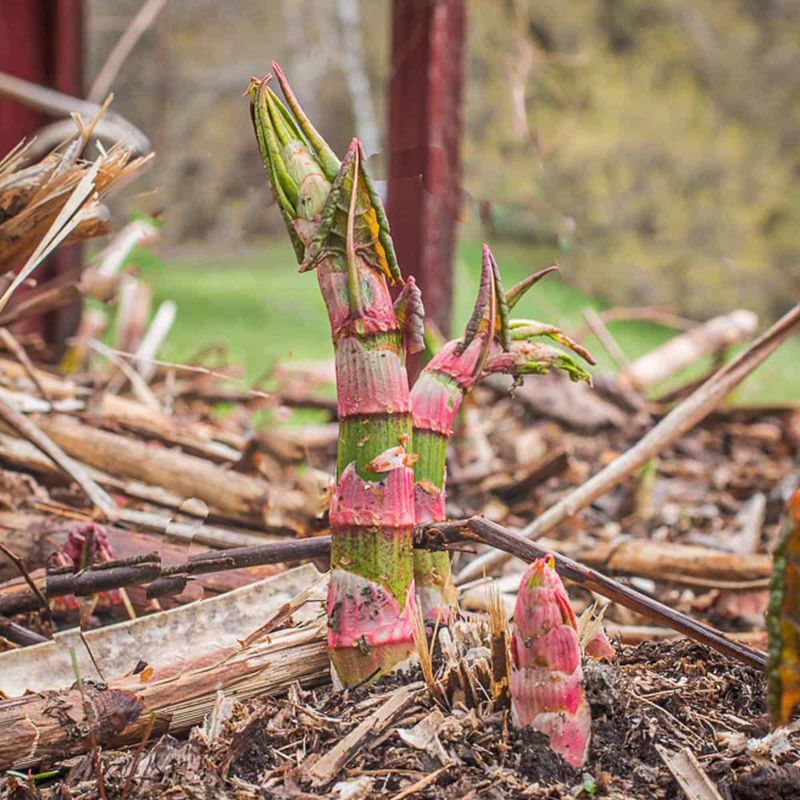 Japanese Knotweed (Fallopia japonica)