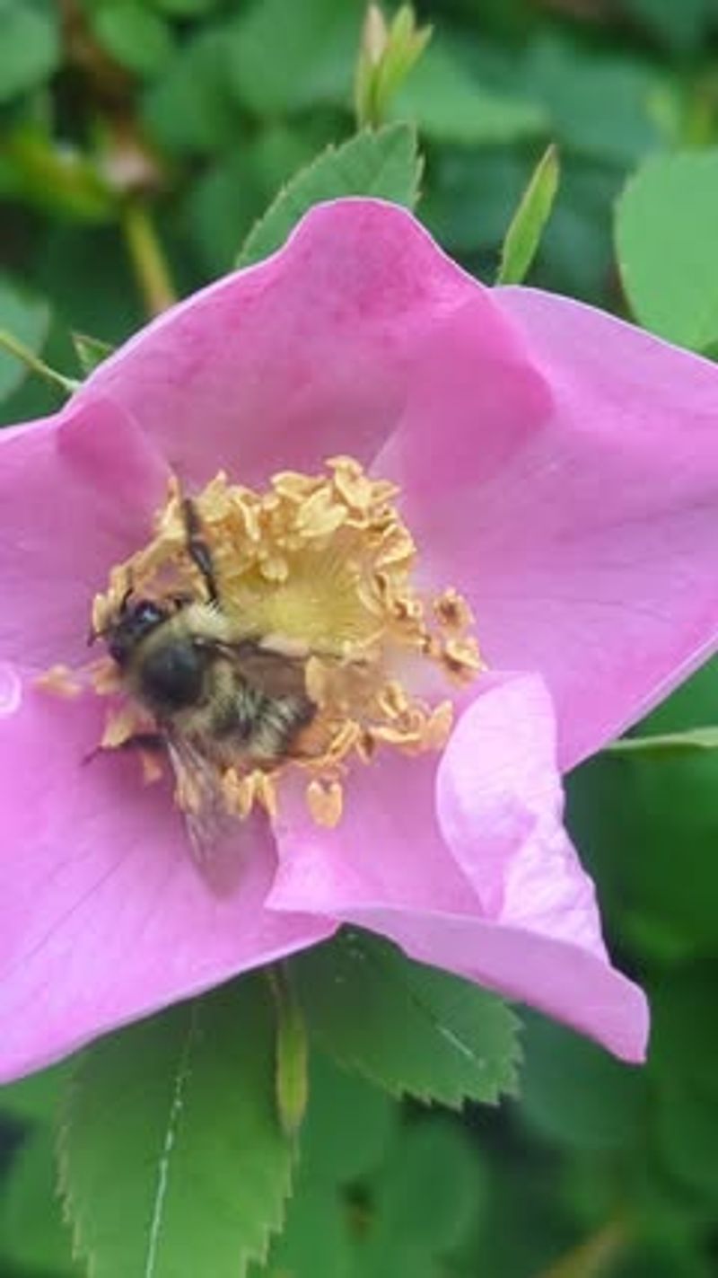 Nootka Rose (Rosa nutkana)