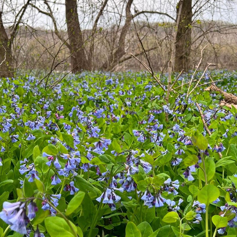 Native Woodland Wildflowers