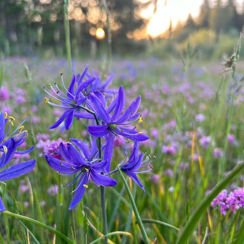 Camas (Camassia quamash)