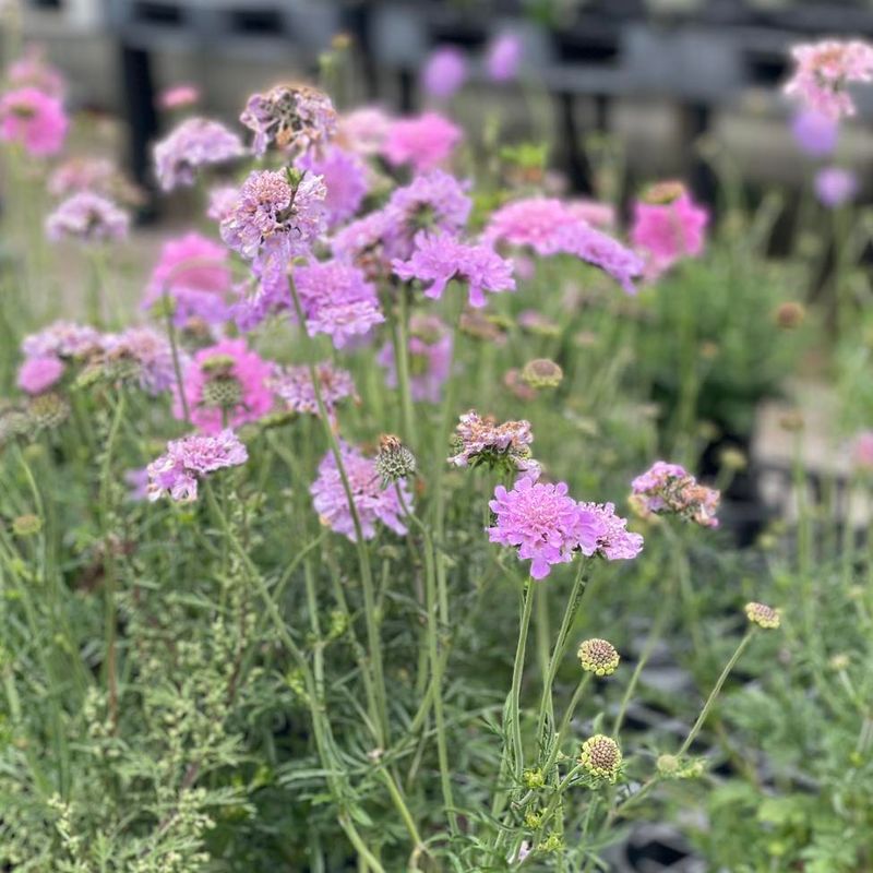 Pincushion Flower (Scabiosa)