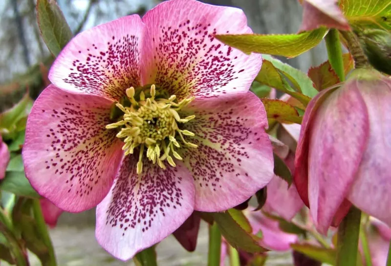 Hellebore
