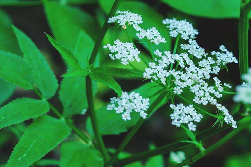 Skirret: The Forgotten Sweet Root