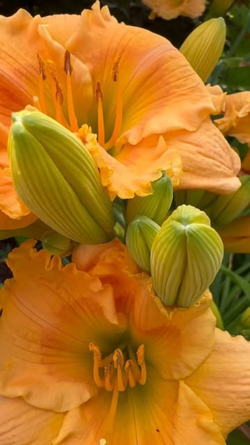 Tough-as-Nails Daylilies
