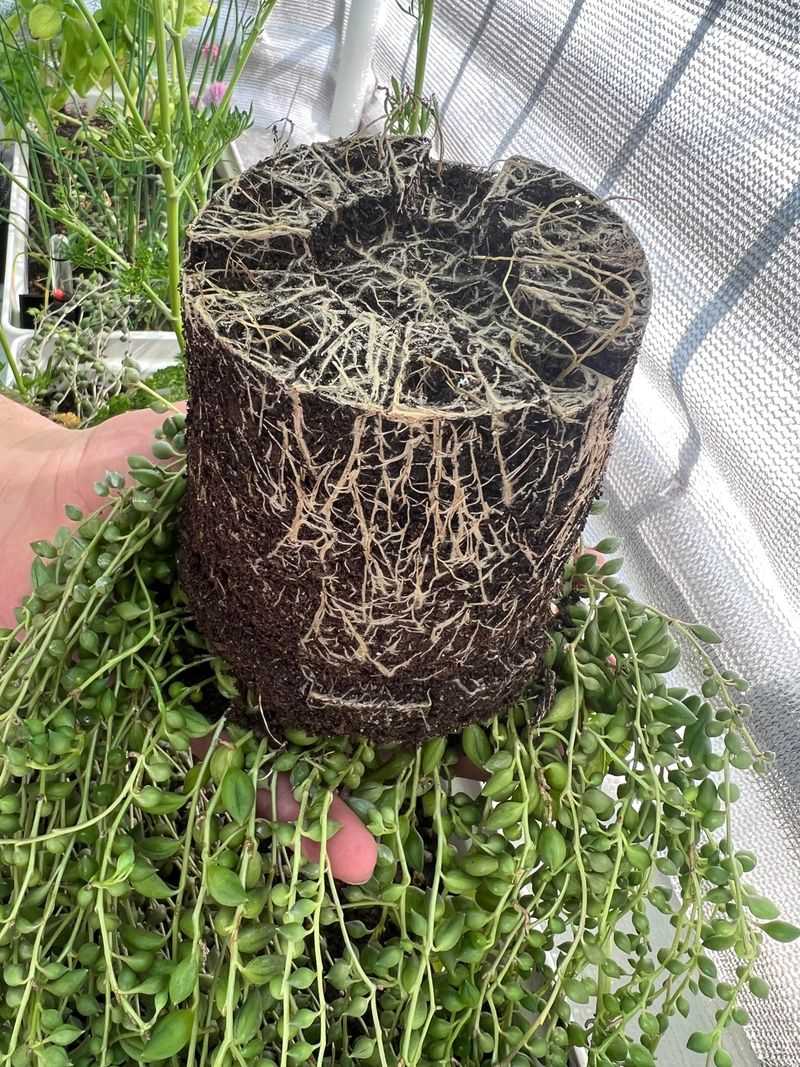 Repotting Schedule
