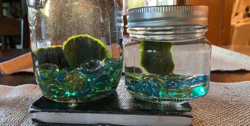 Moss-Lined Drinking Trough