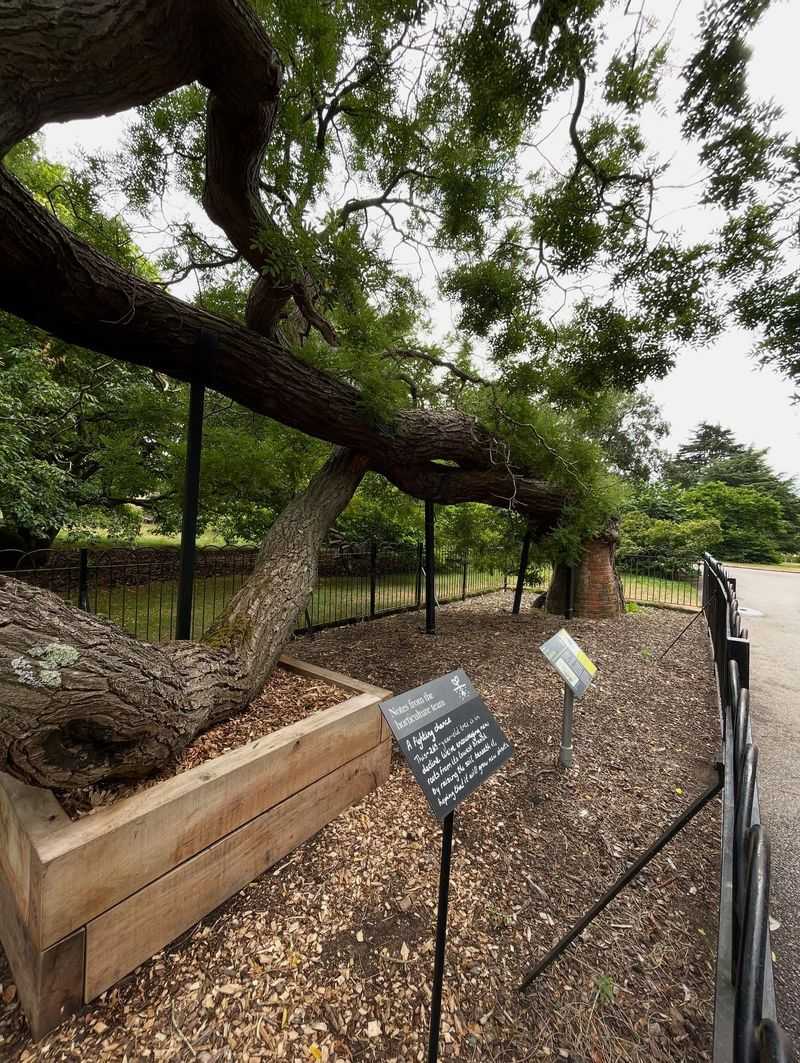 Historic Trees With Royal Connections