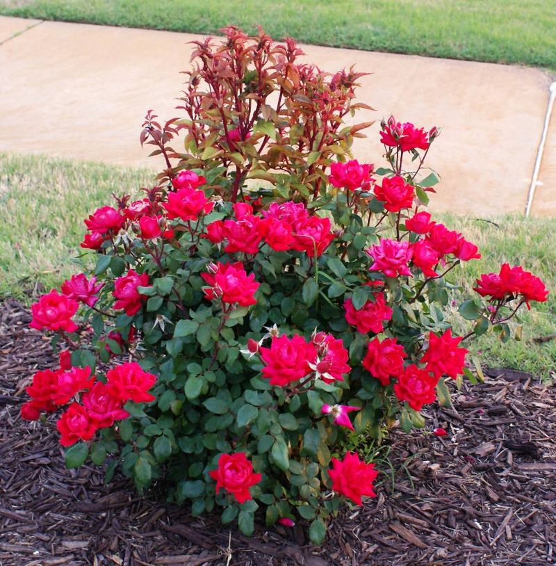 Water Conservation Complications