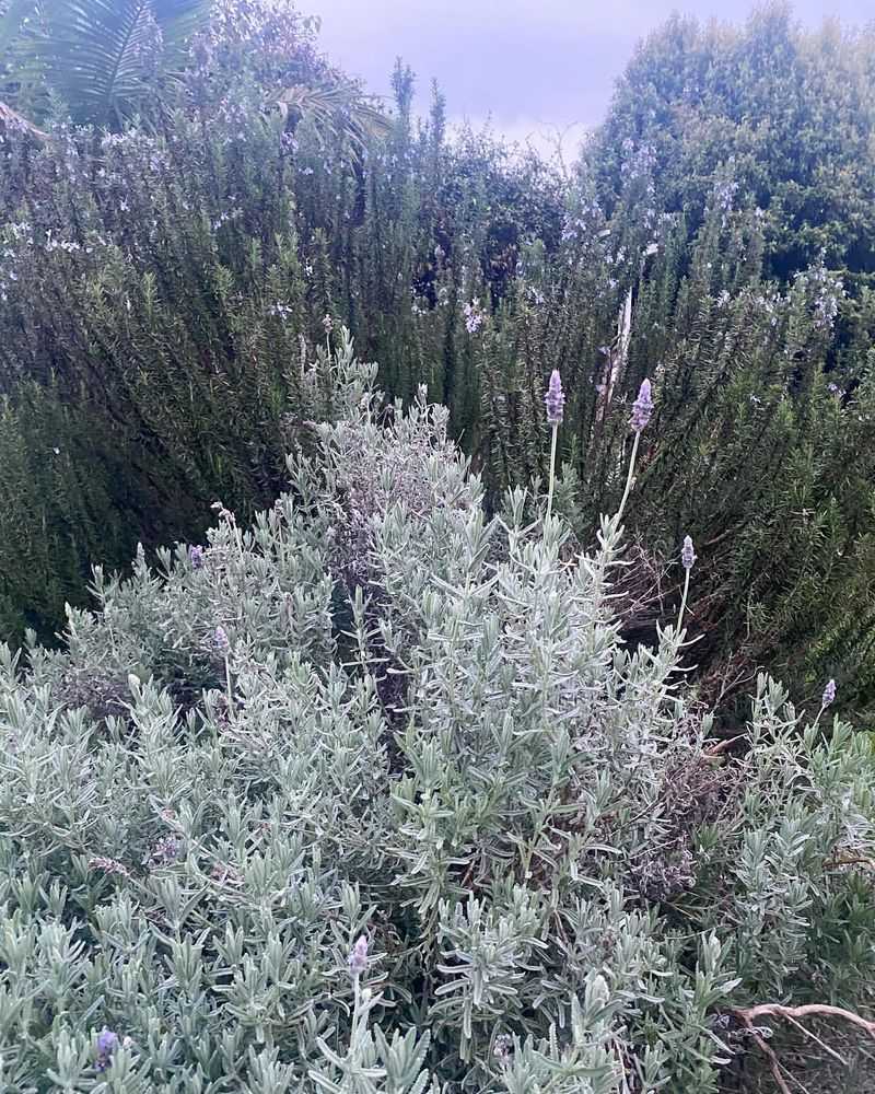 Group With Similar Plants