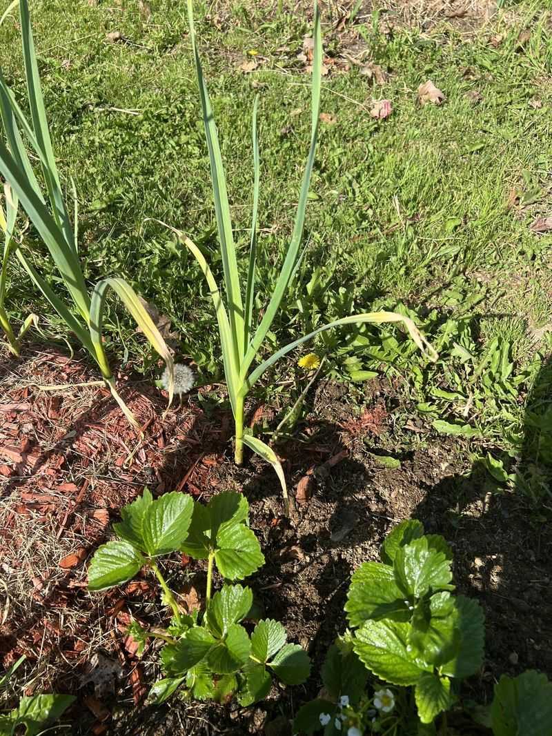 Companion Plant Conflicts