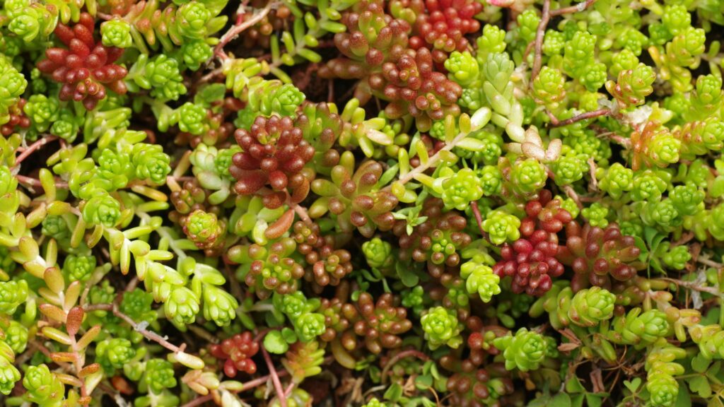 Sedum