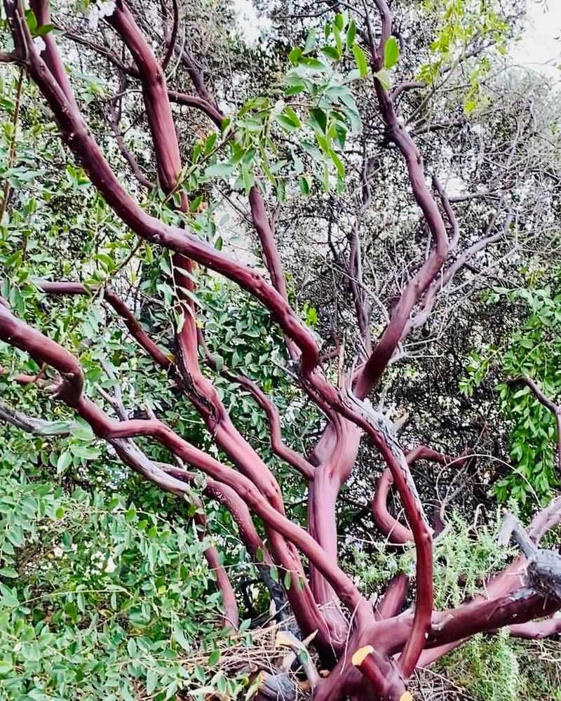 Manzanita