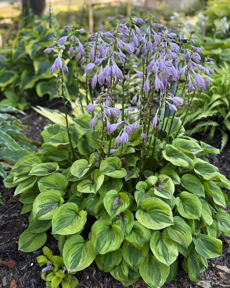 Hosta: Shade Garden Champion