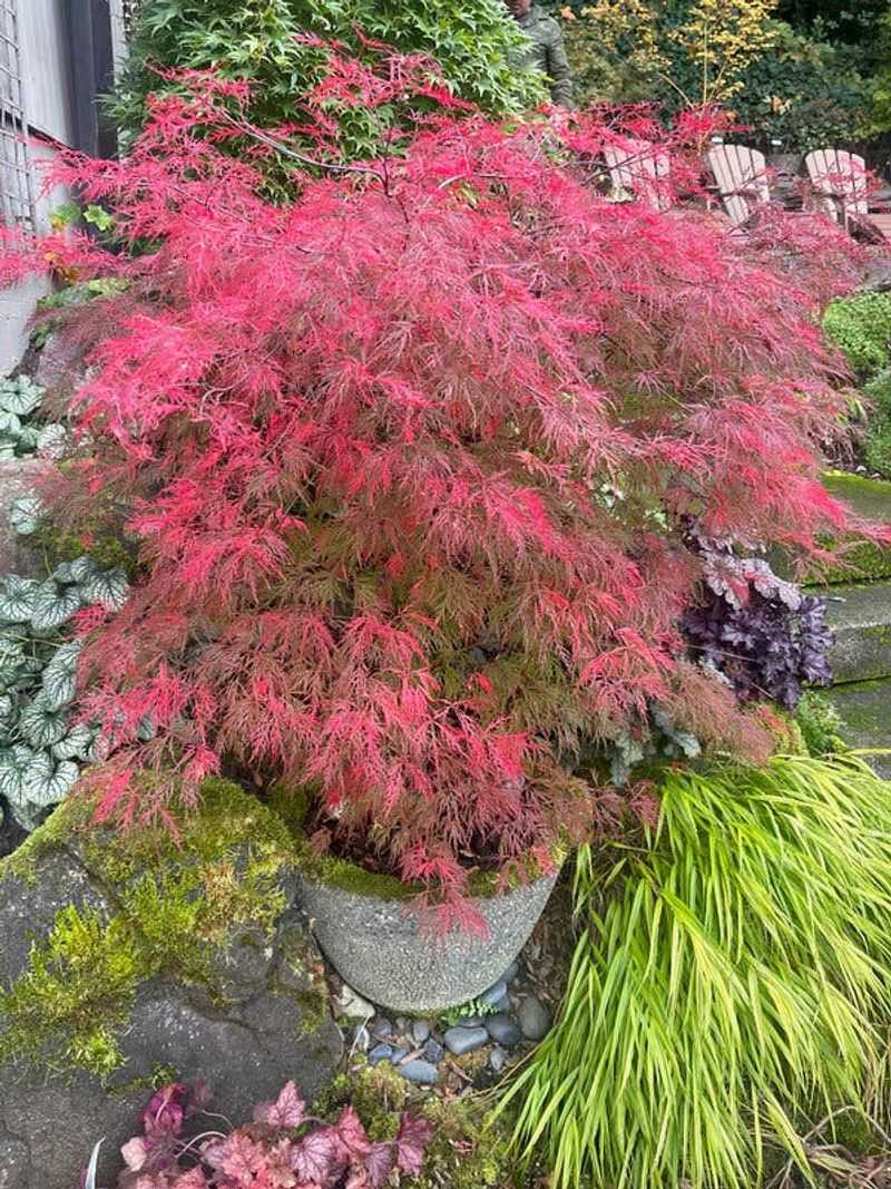 Dwarf Japanese Maple (Acer palmatum)