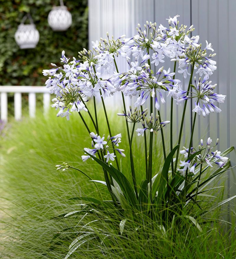 Agapanthus