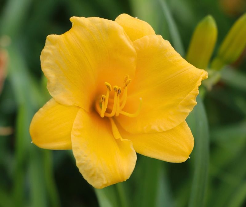 Daylily 'Stella de Oro'