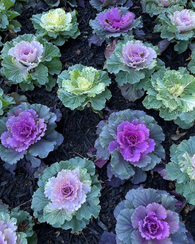 Ornamental Kale