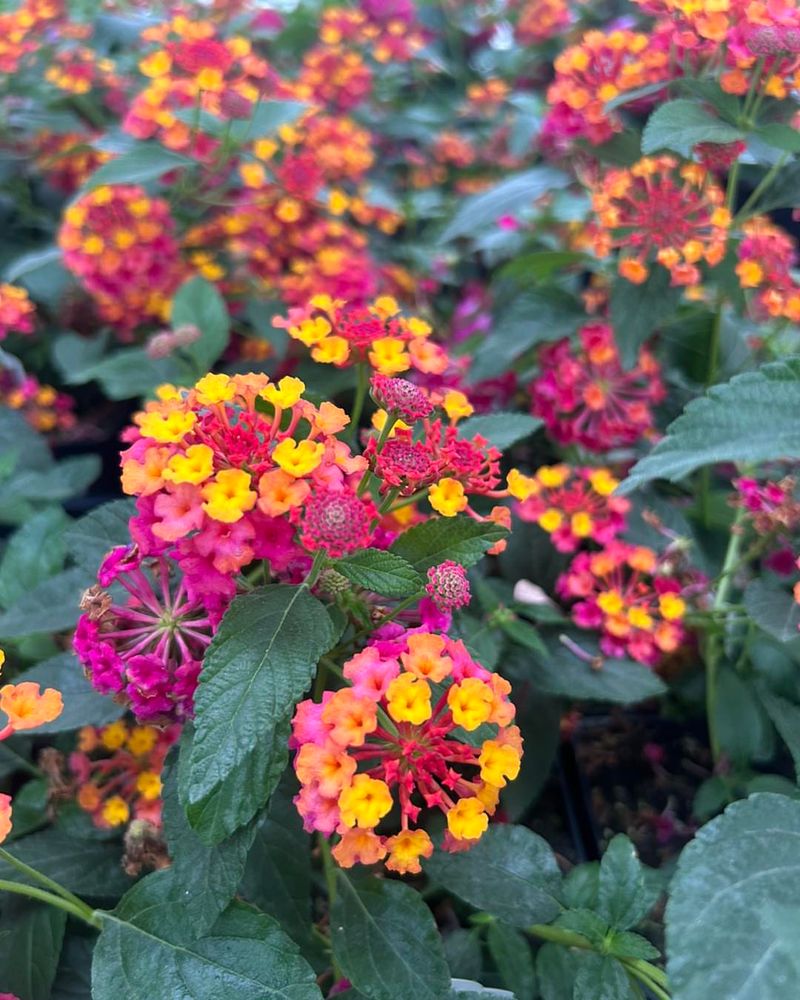 Lantana