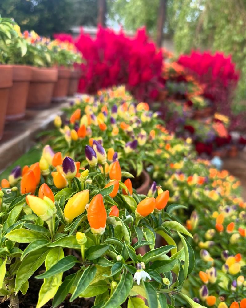 Ornamental Peppers