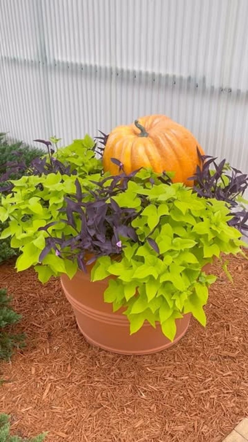 Sweet Potato Vine