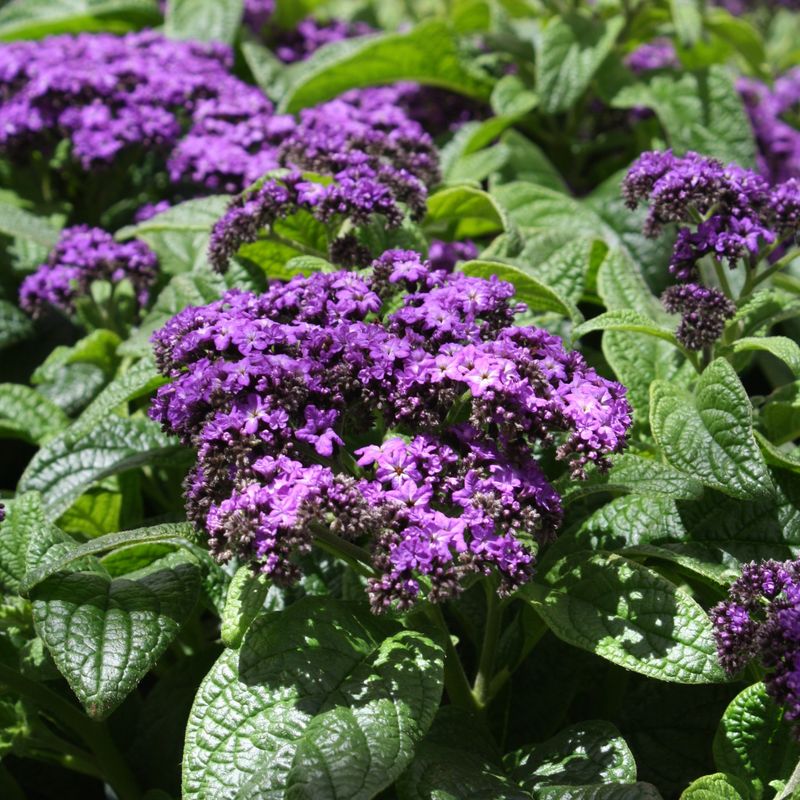 Heliotrope
