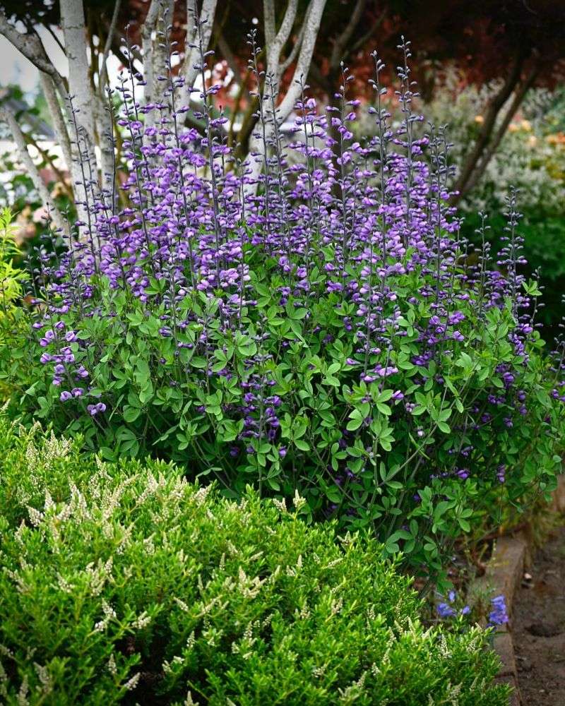 Baptisia