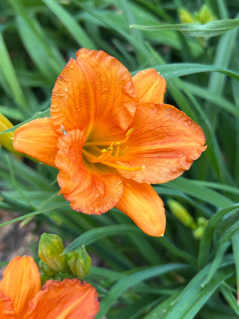 Daylily: The Foolproof Flowering Machine