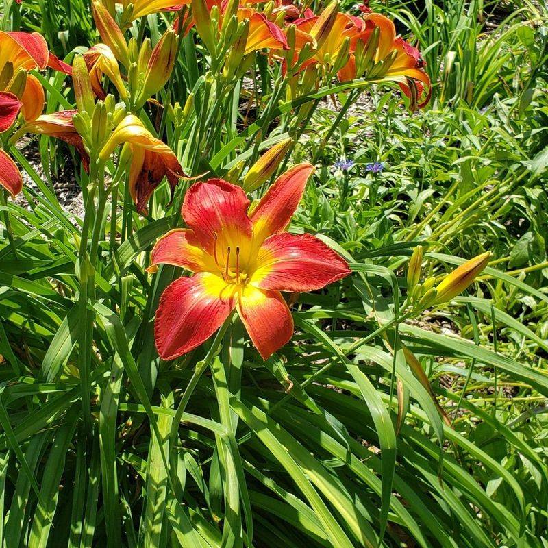 Daylily