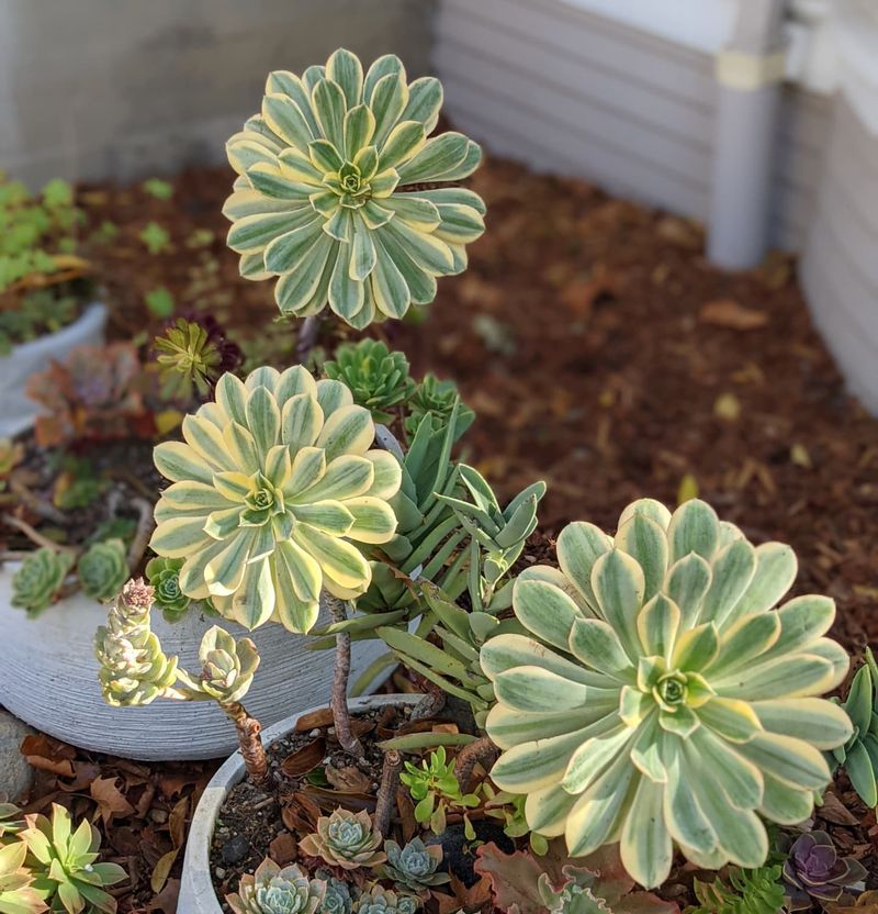 Aeonium 'Sunburst'