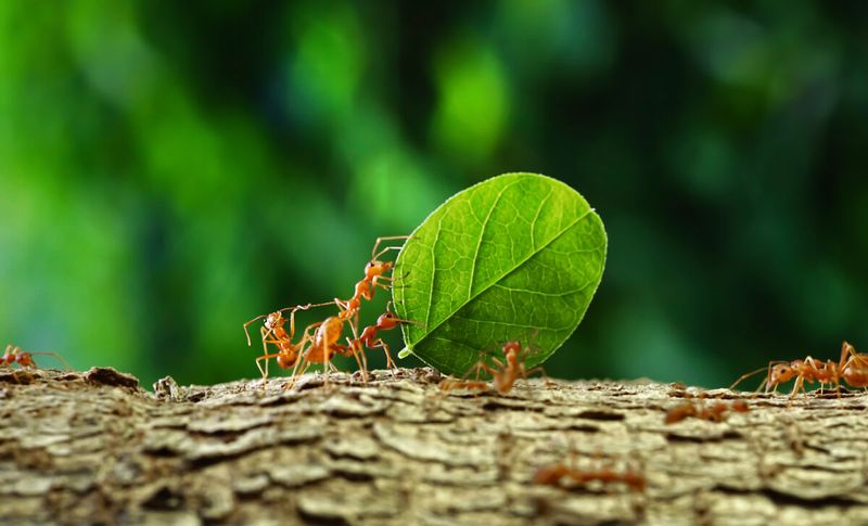 Nature's Cleanup Crew